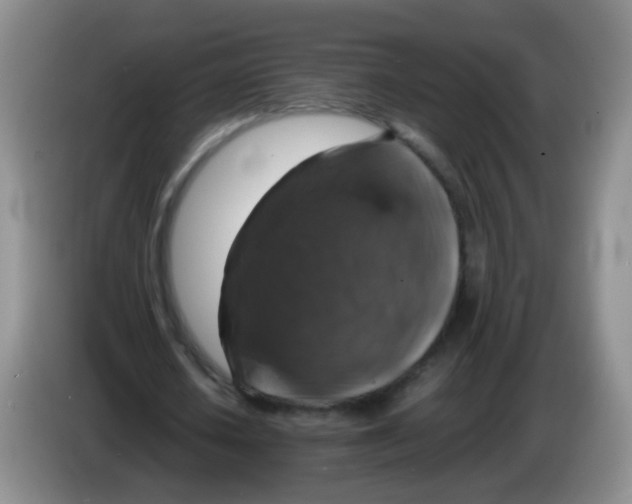 X0000083980626200703091825