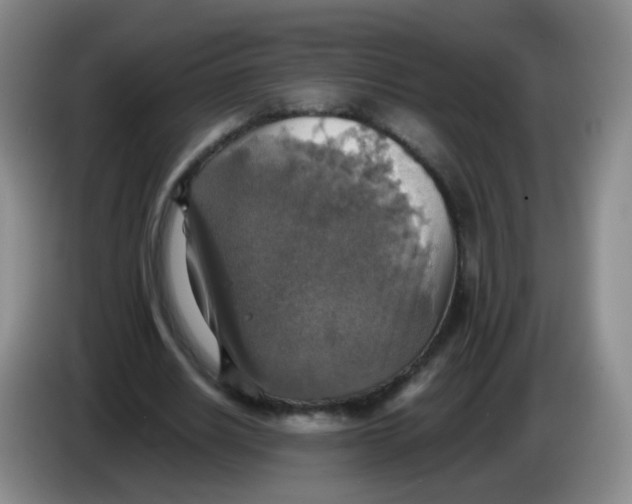 X0000083980630200703091825