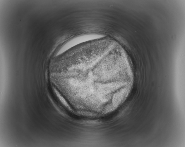 X0000083980638200703091825