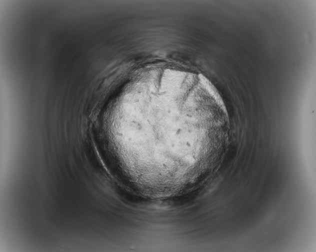 X0000083980656200703091825