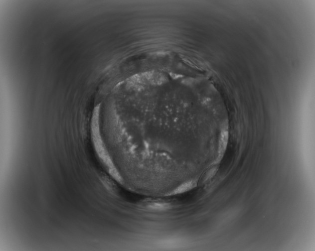 X0000083980658200703091825