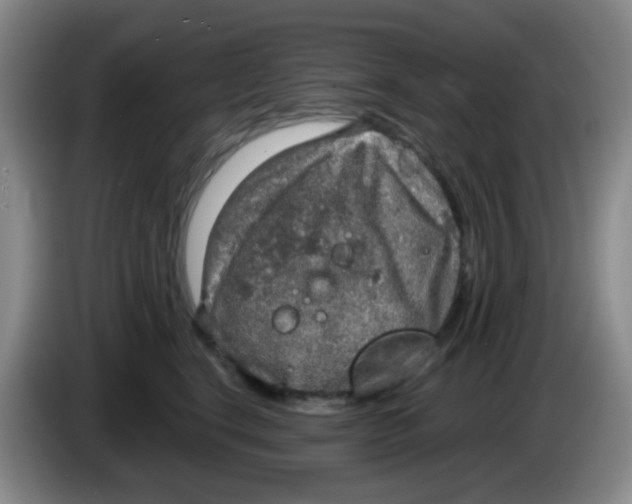 X0000083980664200703091825