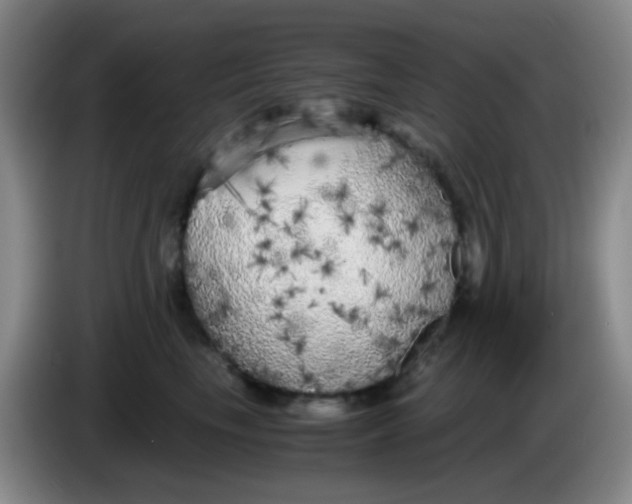 X0000083980665200703091825