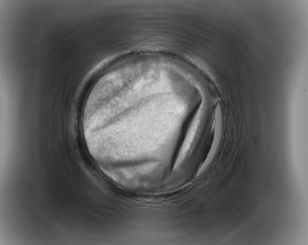 X0000083980680200703091824