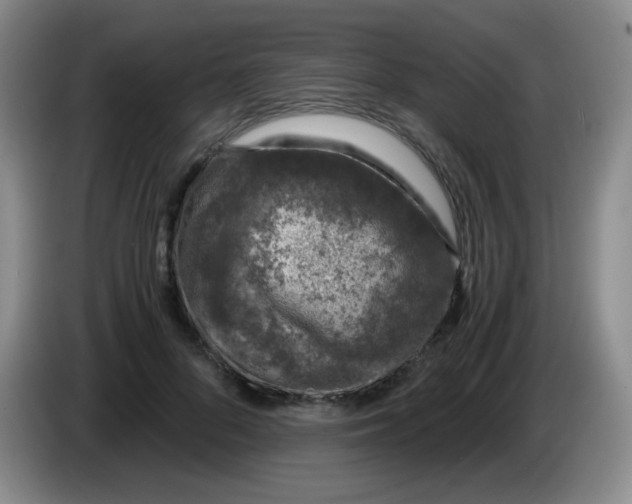 X0000083980696200703091824