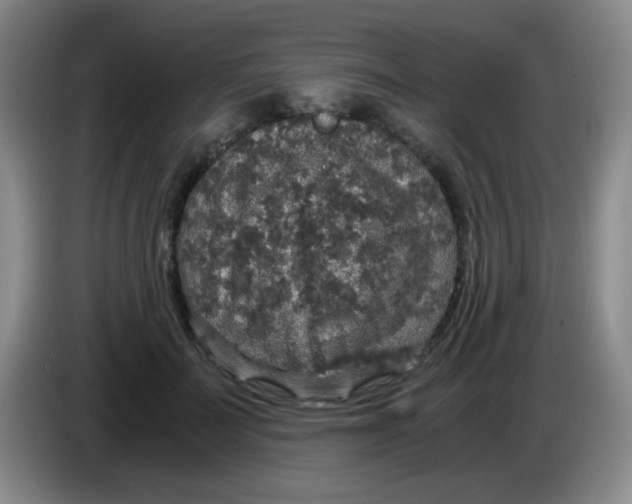 X0000083980699200703091824