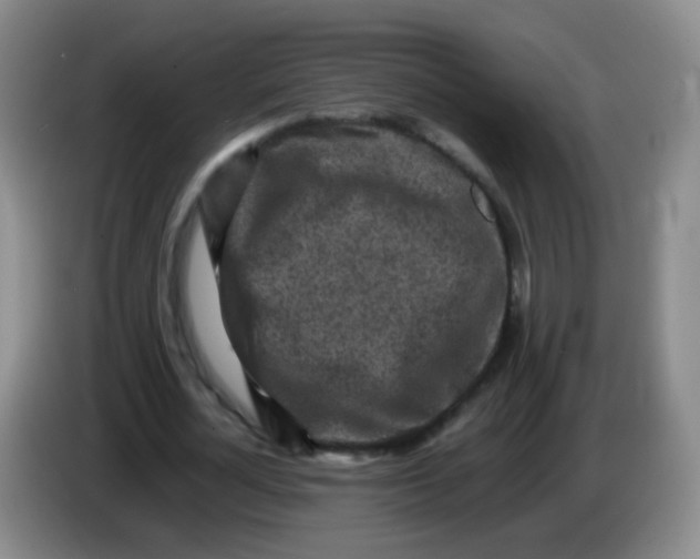 X0000083980724200703091823