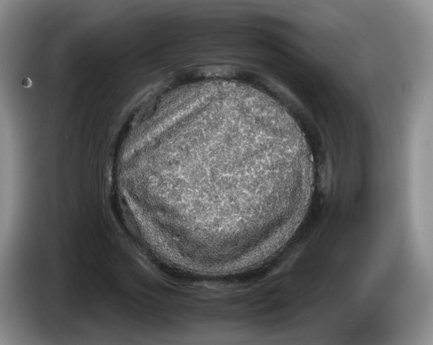 X0000083980733200703091823