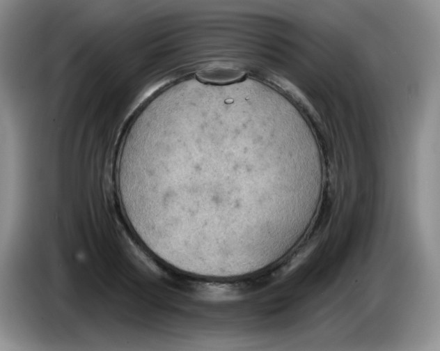 X0000083980794200703091823