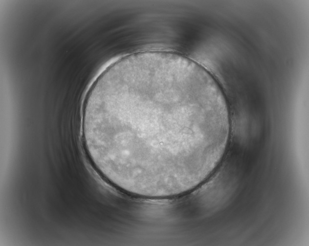 X0000083980844200703091822