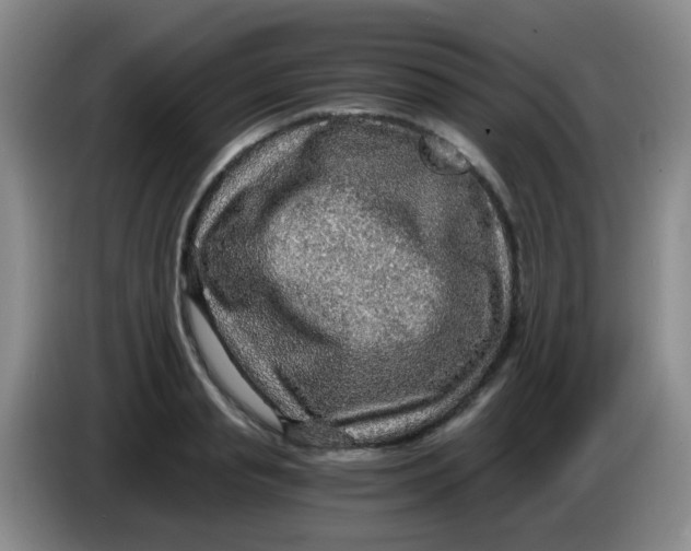 X0000083980845200703091822