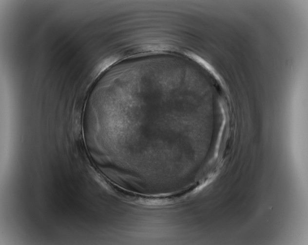 X0000083980889200703091821