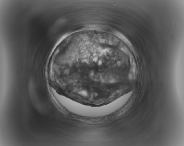 X0000083980907200703091821