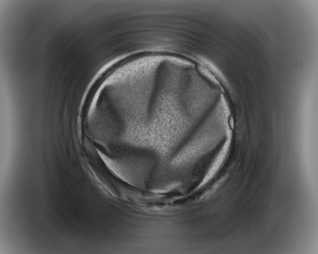 X0000083980932200703091821