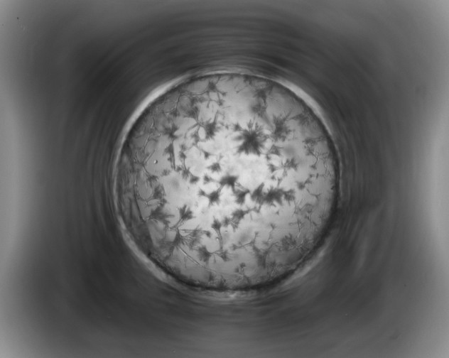 X0000083980949200703091821