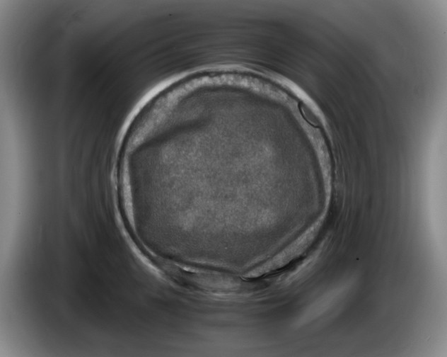 X0000083980951200703091821