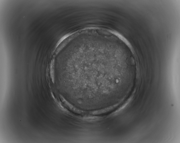 X0000083980953200703091821