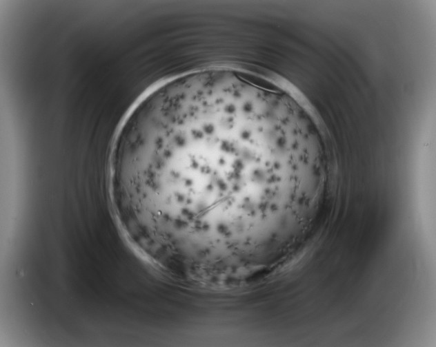 X0000083980955200703091821