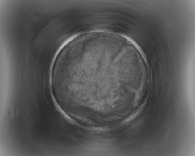 X0000083980957200703091821