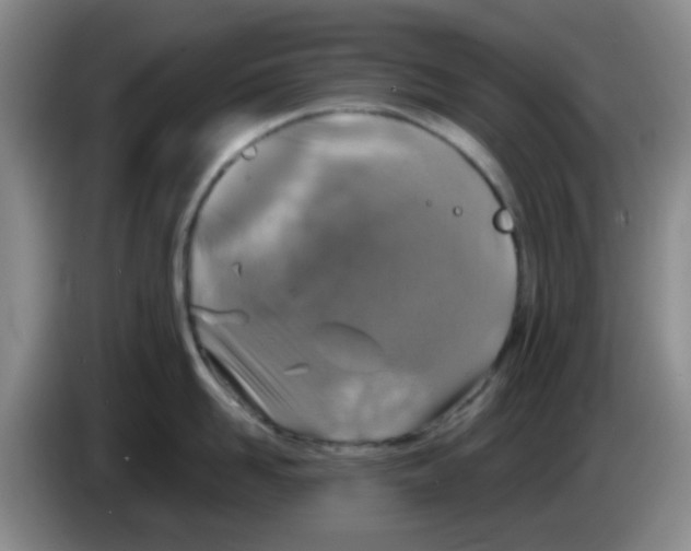 X0000083980958200703091821