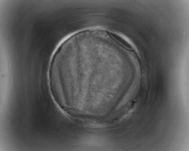 X0000083980959200703091821