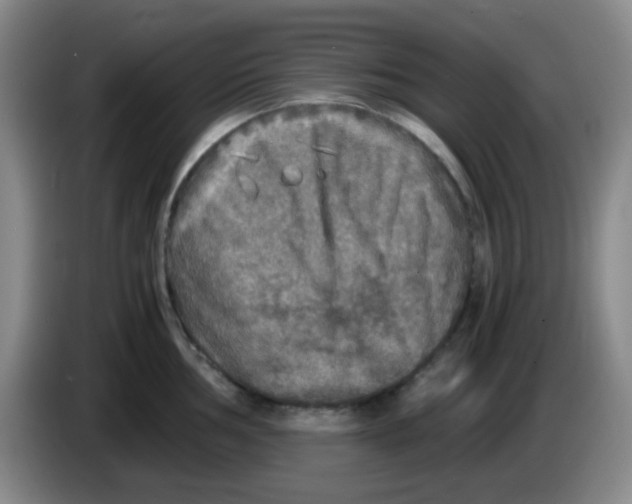 X0000083981002200703091820