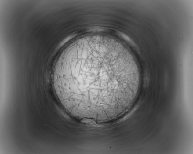 X0000083981017200703091819