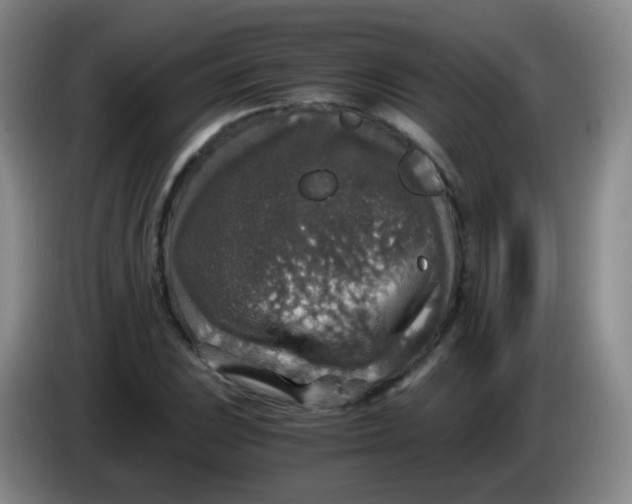 X0000083981023200703091819