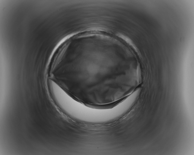 X0000083981024200703091819