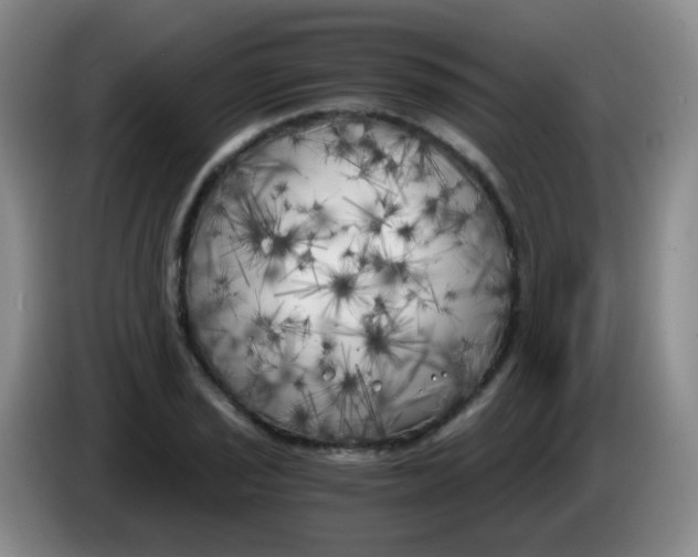 X0000083981029200703091819