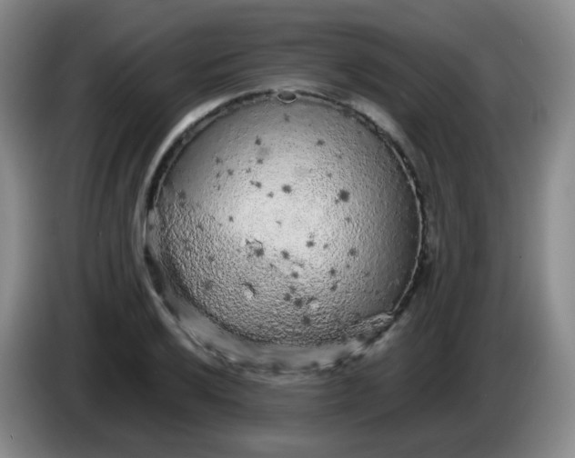 X0000083981032200703091819