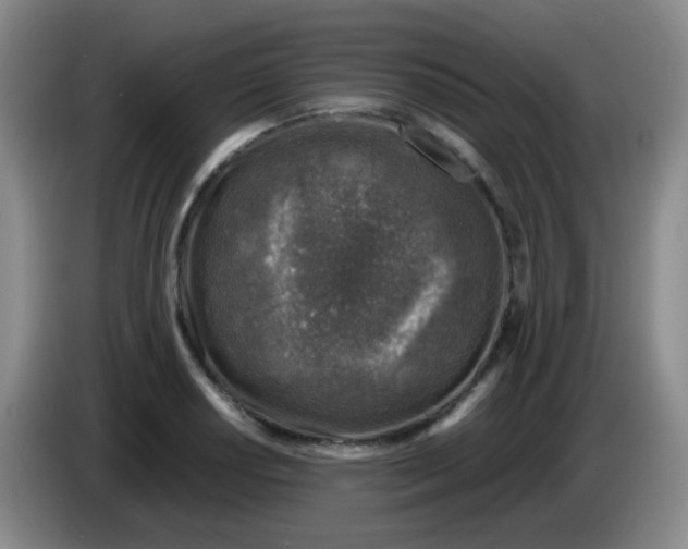 X0000083981034200703091819