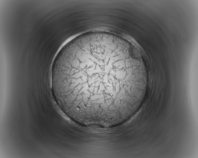 X0000083981036200703091819