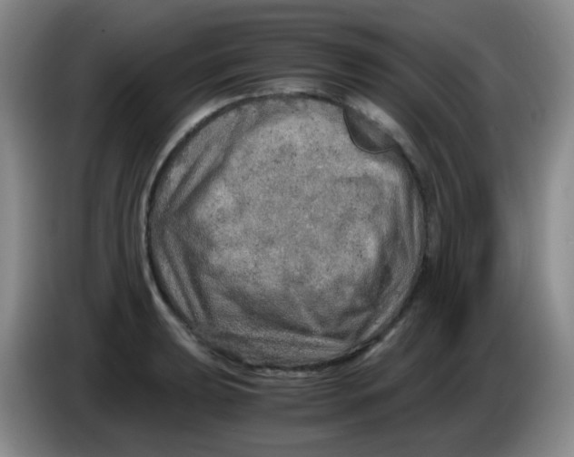 X0000083981039200703091819