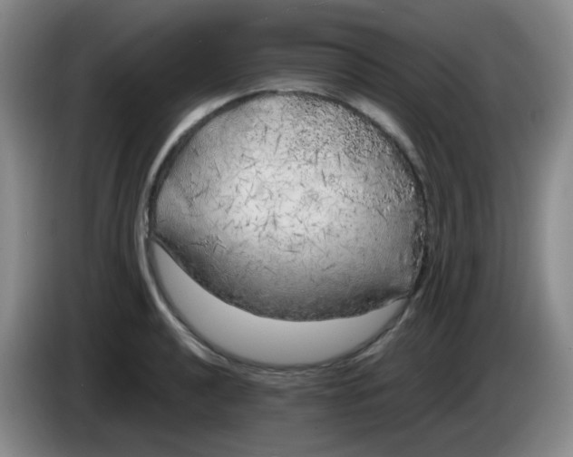 X0000083981040200703091819