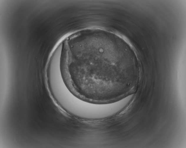 X0000083981048200703091819