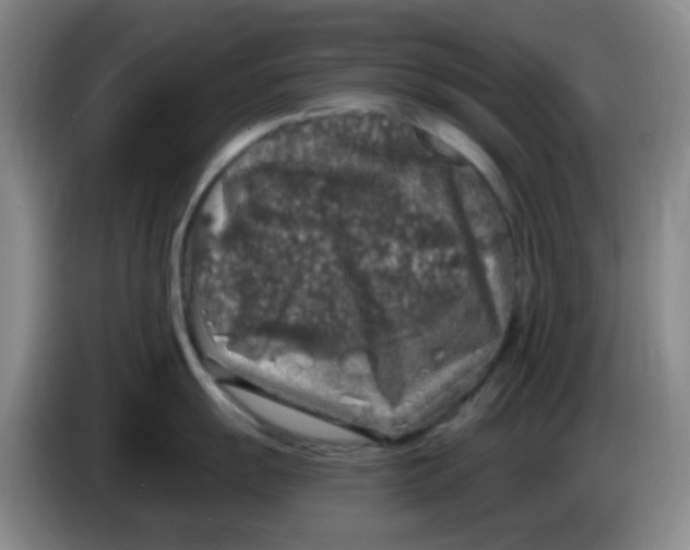 X0000083981055200703091820