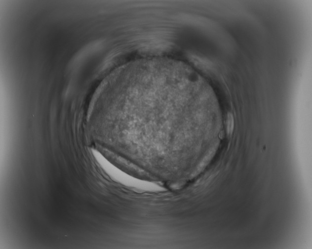 X0000083981059200703091819