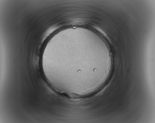 X0000083981066200703091819