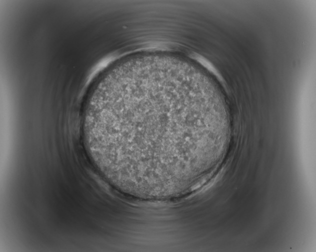 X0000083981067200703091819