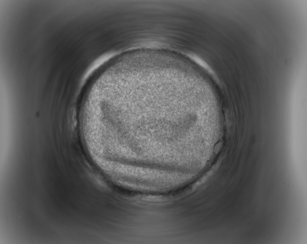 X0000083981070200703091819