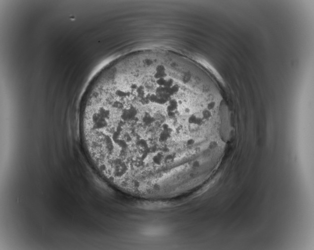 X0000083981079200703091819