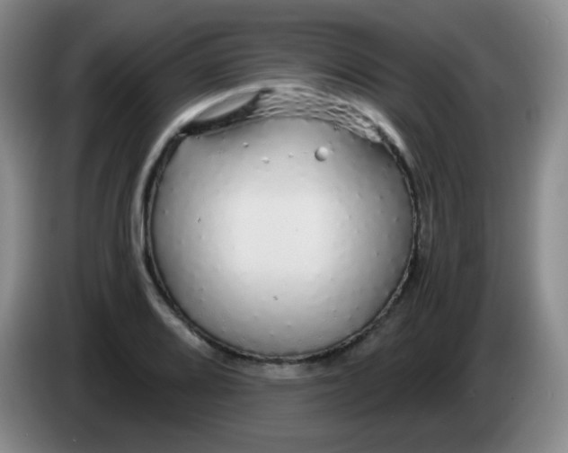 X0000083981080200703091819