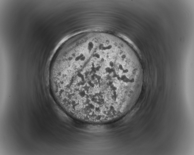 X0000083981083200703091819