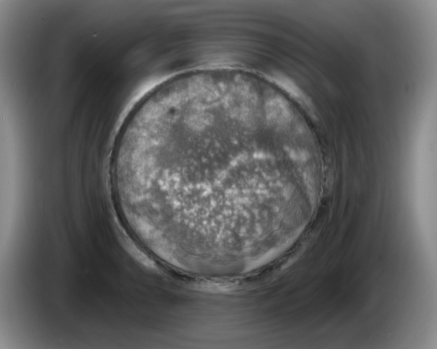 X0000083981086200703091819