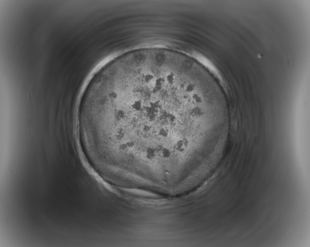 X0000083981088200703091819