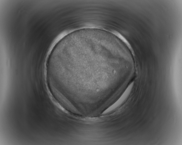 X0000083981096200703091818