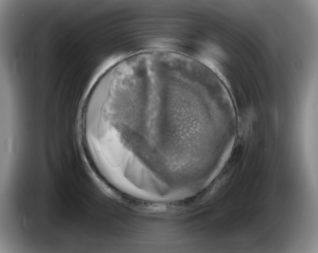 X0000083981098200703091818