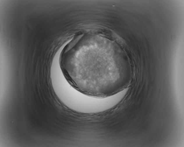 X0000083981108200703091818