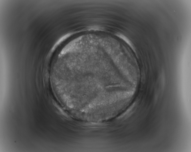 X0000083981115200703091818